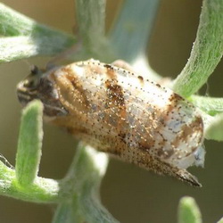Tachycixius desertorum